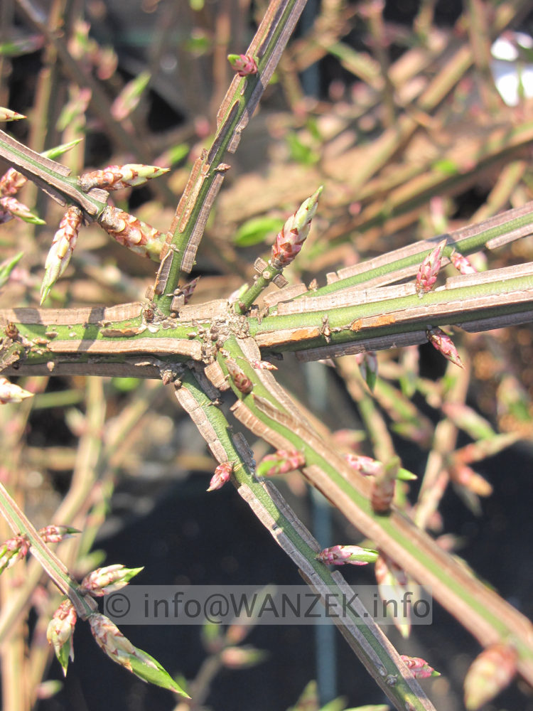 Euonymus alatus - Korkleisten im Austrieb 03 nah.JPG